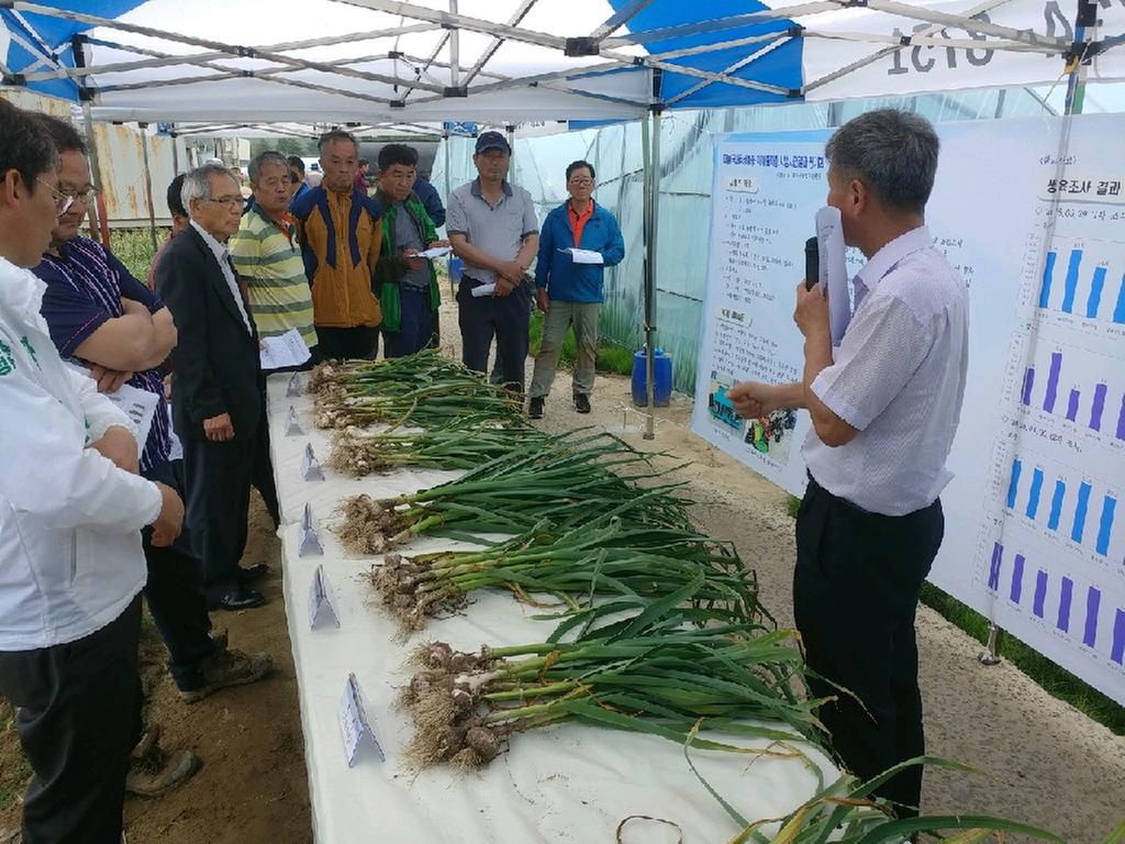 합천군, 마늘 국내육성품종ㆍ기계 줄파종 시범사업 결과평가회 개최