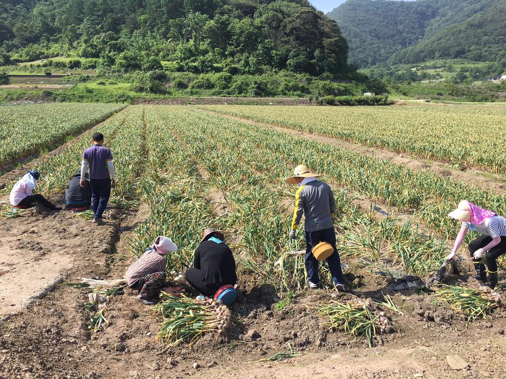 합천군 공무원 농번기 농촌일손돕기 구슬땀
