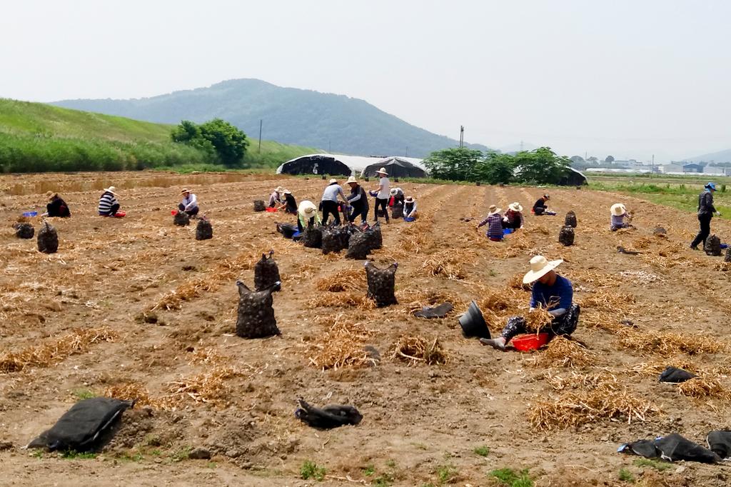 경남문화예술진흥원, 덕곡면에서 농촌일손돕기 실시