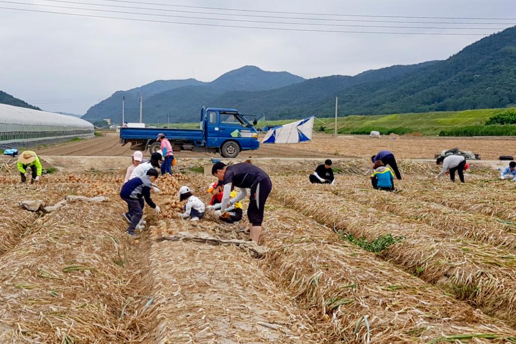 한울봉사단, 덕곡면 농촌일손돕기 및 경로당 봉사활동 실시