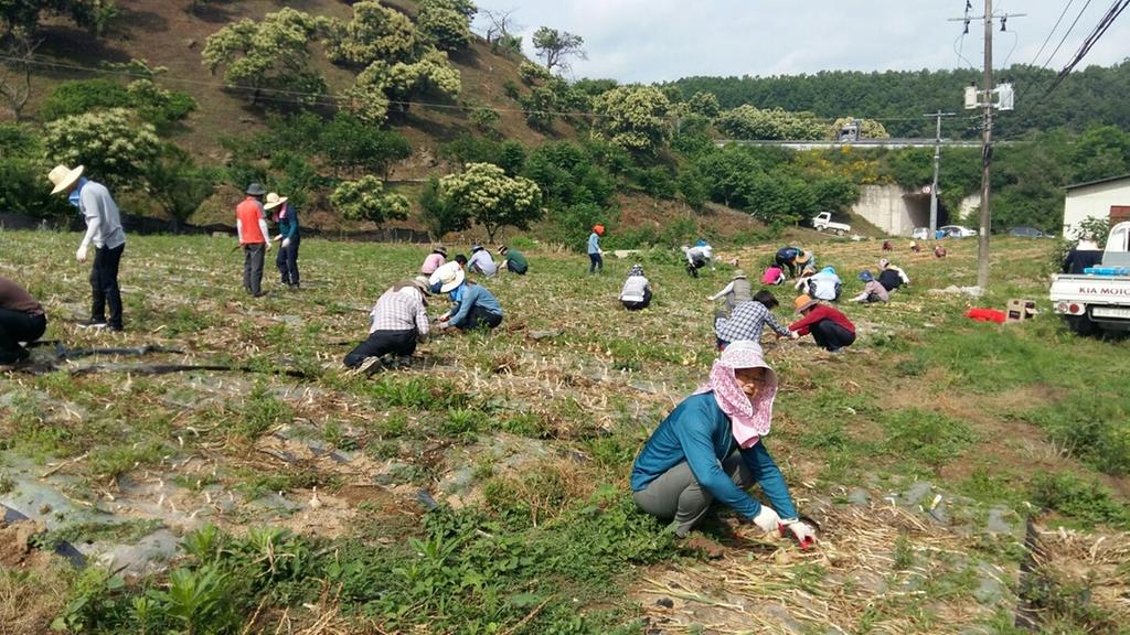 합천군 쌍백면 농천일손돕기 봉사활동 펼쳐