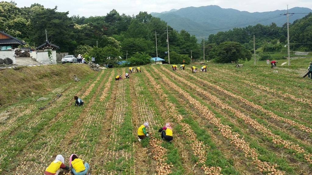 김해장유농협 농촌사랑 봉사단, 대병면에서 일손돕기실시  