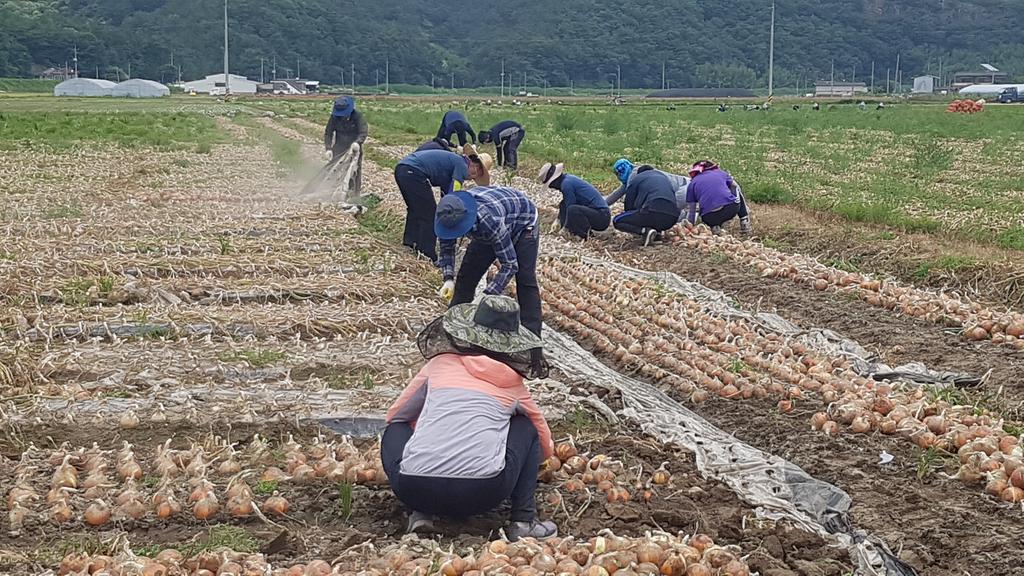 용주면 · 관광진흥과 · 상하수도사업소 합동 농촌 일손돕기 ‘구슬땀’ 