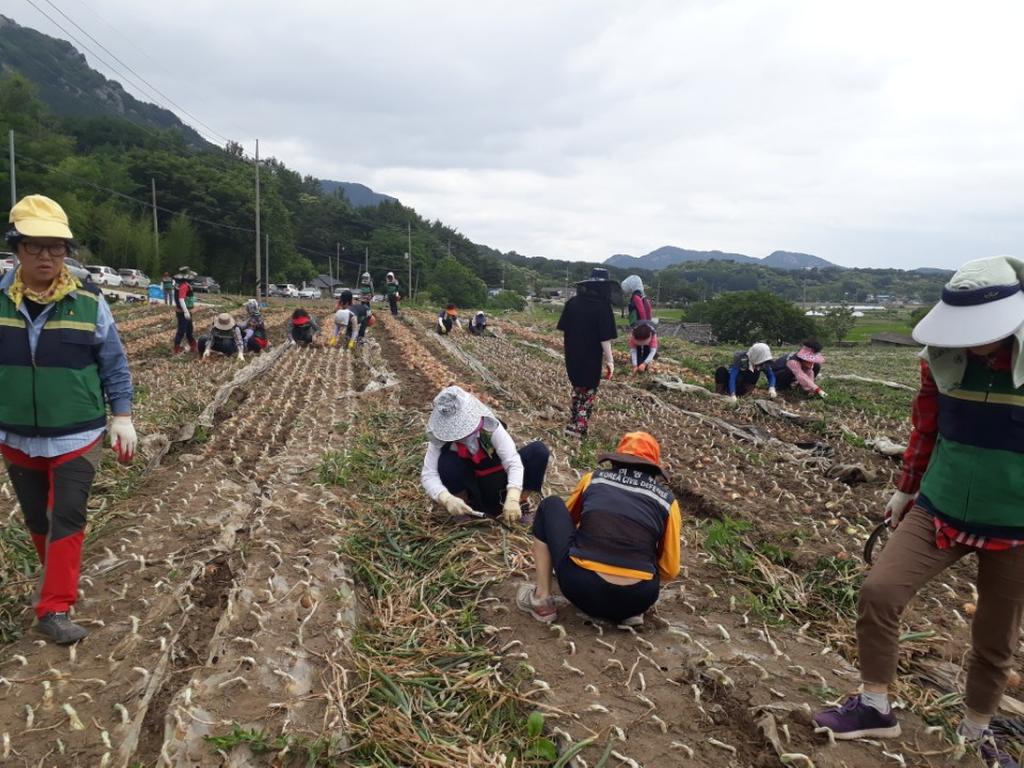 주부민방위기동대 합천군연합회 농촌일손돕기 실시