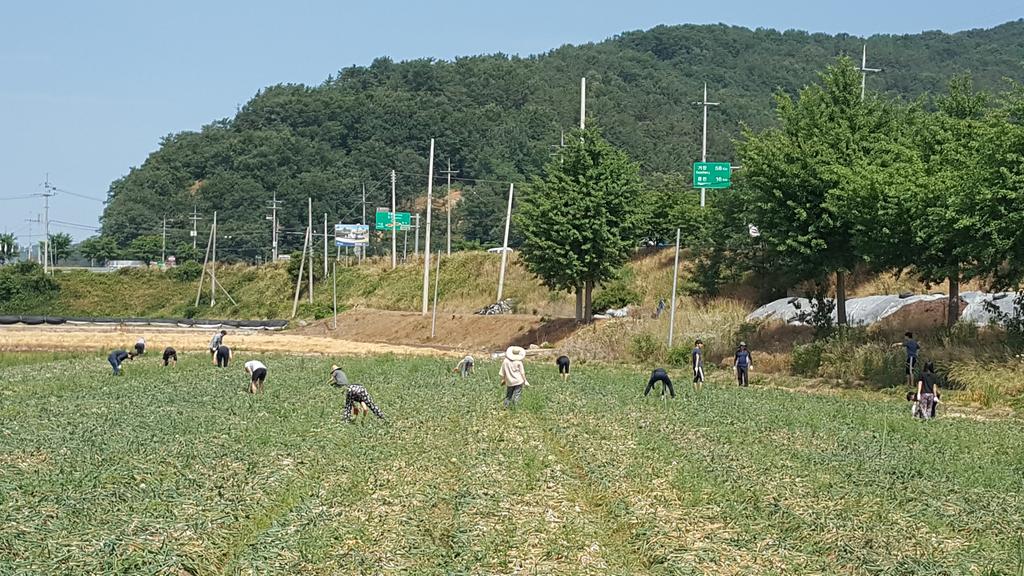 적중면 원경고등학교 양파 수확 일손돕기