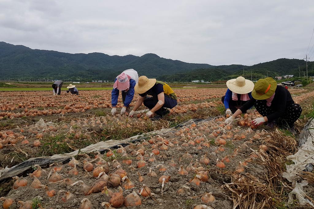 합천군 초계면, 농촌일손돕기 실시