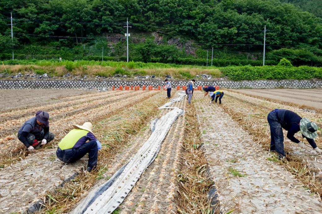 합천군농업기술센터, 덕곡면 농촌일손돕기 앞장서