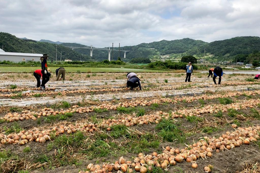 야로면 재무과 공조 농촌일손돕기 양파수확