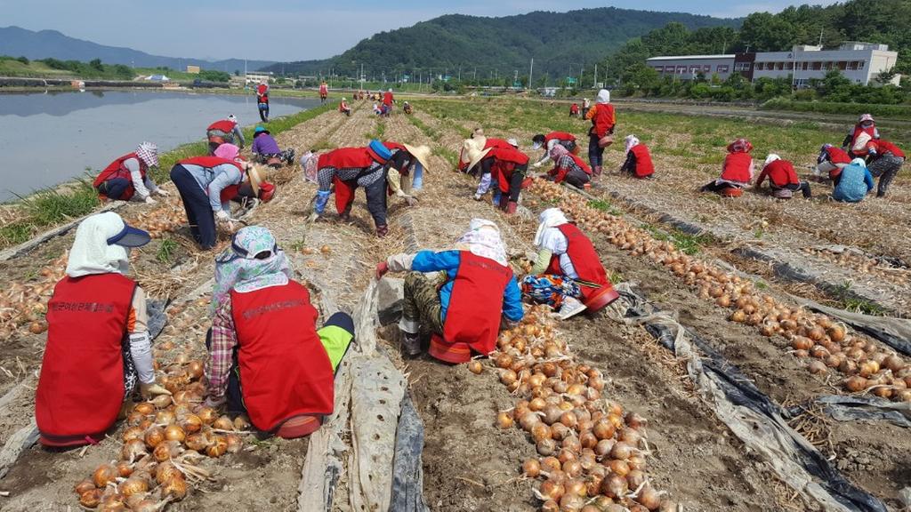 합천군 여성단체협의회, 농촌 일손돕기 나서 