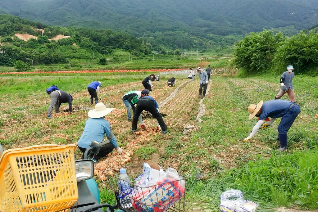 대병면, 건설과 일손돕기 실시  
