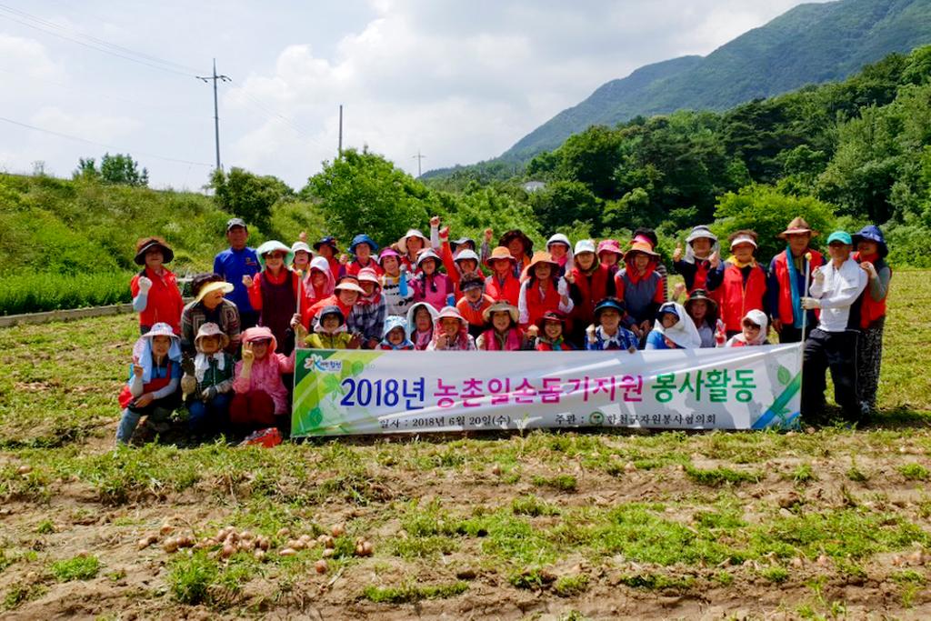 합천군자원봉사협의회, 양파수확 일손돕기 봉사활동 펼쳐 
