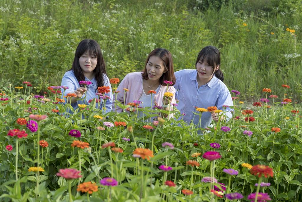 합천천 백일홍 꽃 단지 사진 찰칵하러 오세요!