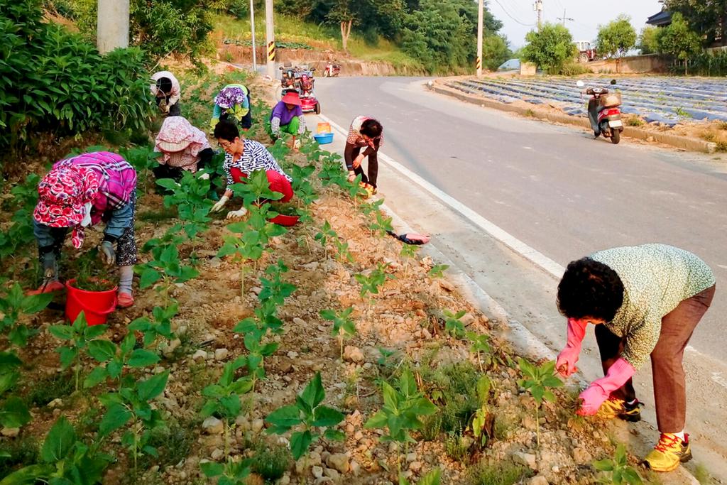 쌍책 내촌마을주민 해바라기꽃길 조성에 구슬땀
