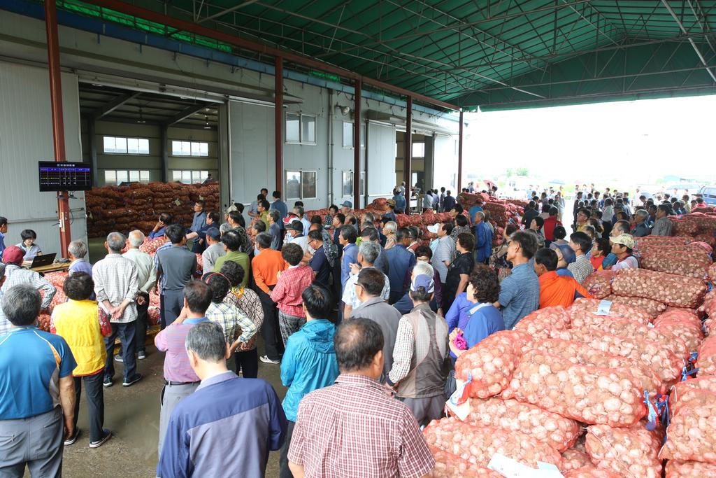 합천군, 건마늘 경매를 시작으로 공판장 개장