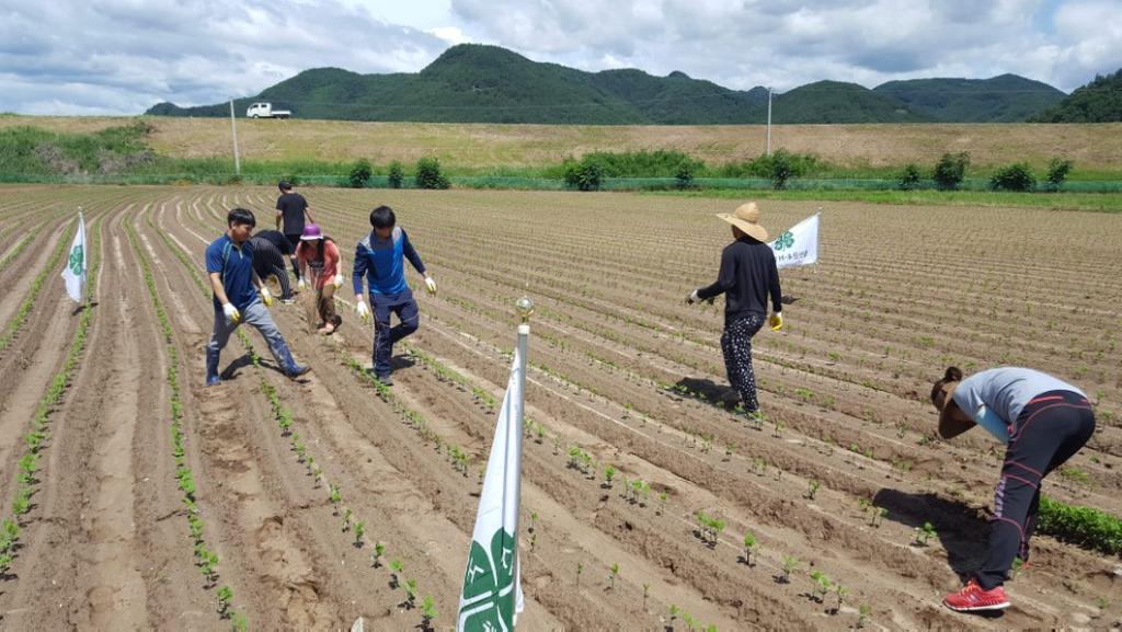 합천군4-H연합회“공동과제 학습포 영농체험 활동”가져