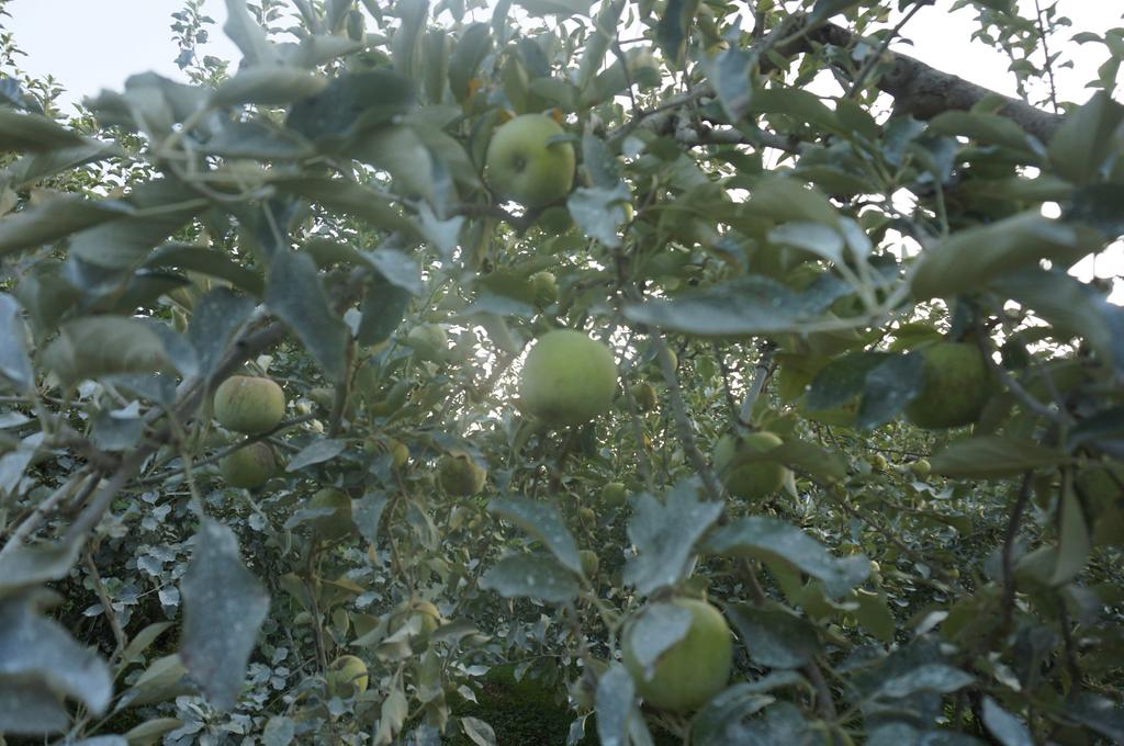 합천군, 친환경 무농약 여름사과 출하!