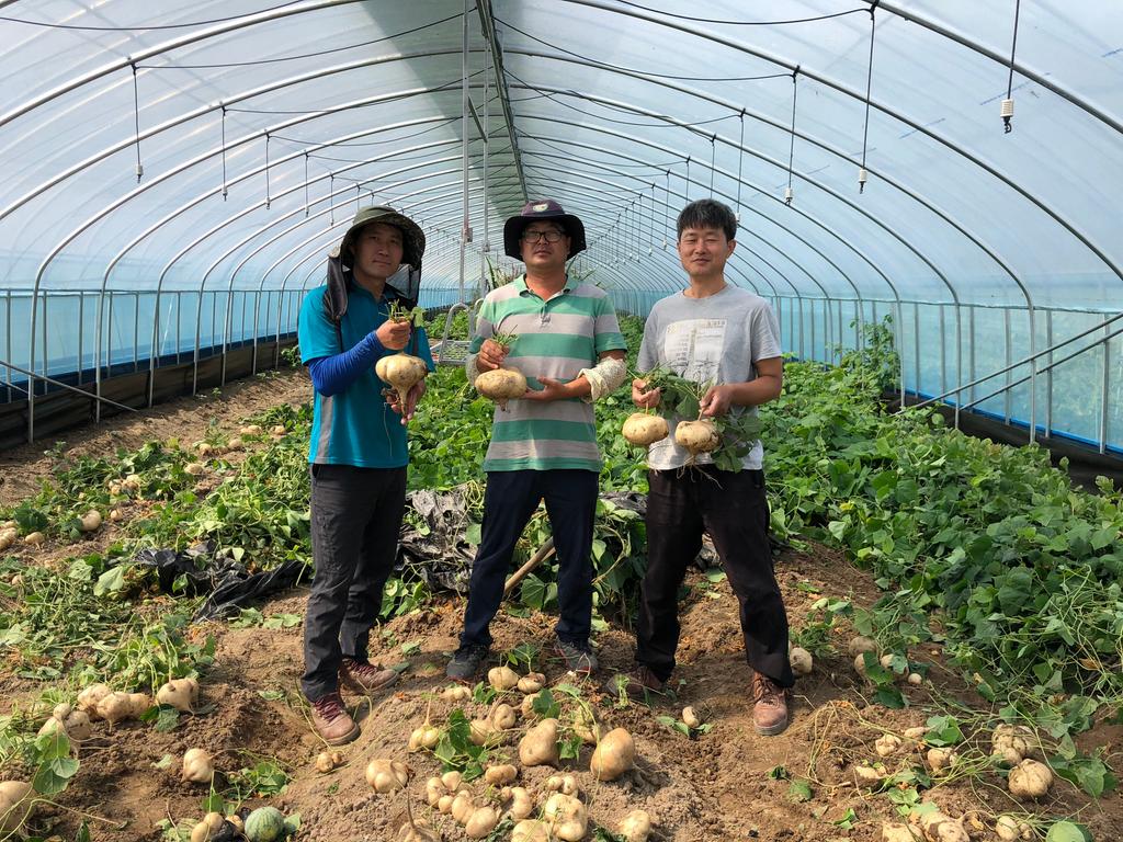 합천군, 항노화 특용작물'히키마' 재배 육성