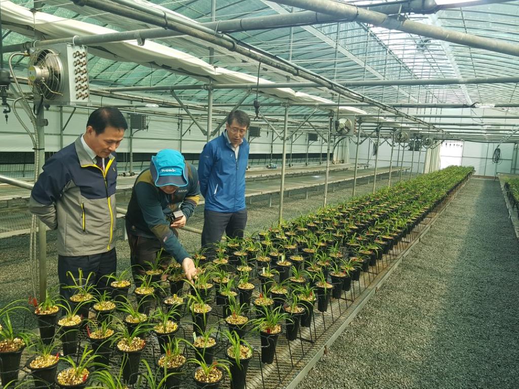 합천군, ‘선물용 난 시장 개척’으로 농업분야 신소득 창출