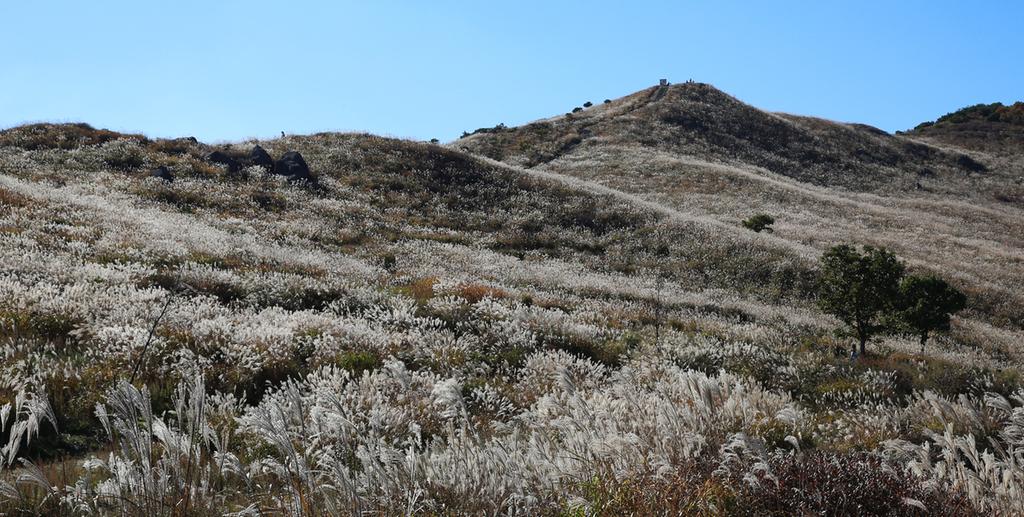 가을 옷 갈아입은 합천 황매산, 은빛 억새 물결에 푹 빠지다~