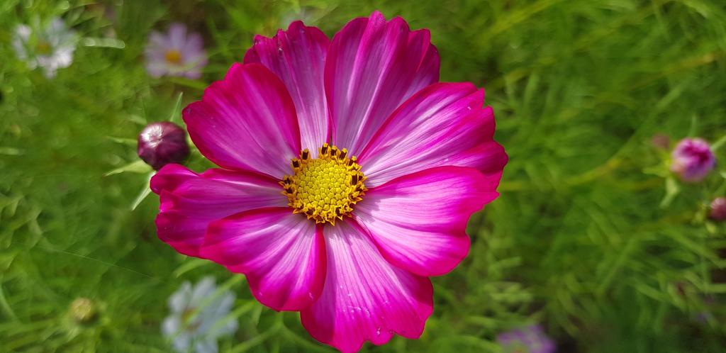 합천천 둔치 코스모스가 활짝 피었네