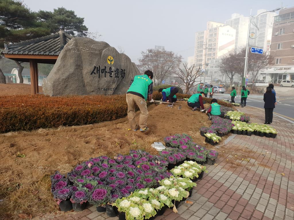 새마을운동합천군지회, 남정교 좌우측 화단 꽃양배추 심어