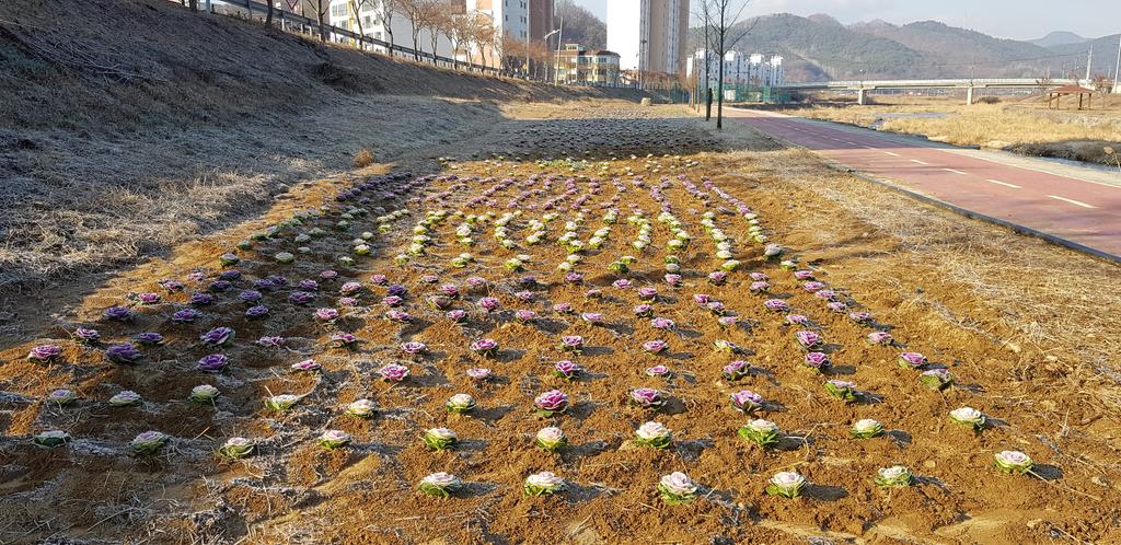 합천천 산책로 예쁜 겨울 꽃 단장