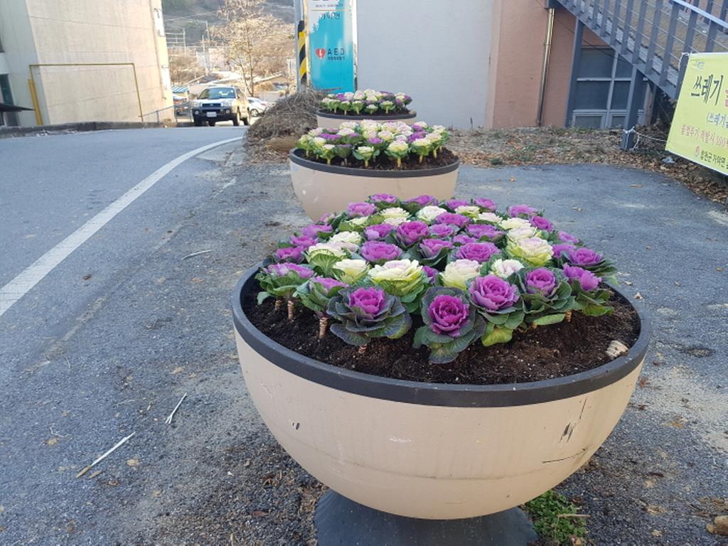 가야면, 면소재지 도로변에 미니꽃양배추 식재