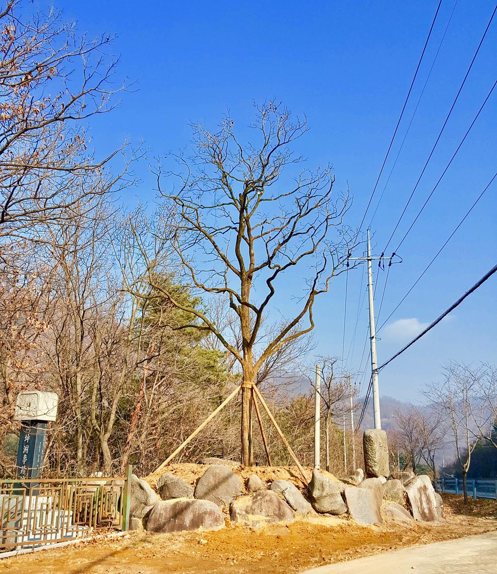 대병면, 무학대사 감나무 재식재로 무학대사 전설 이어가…