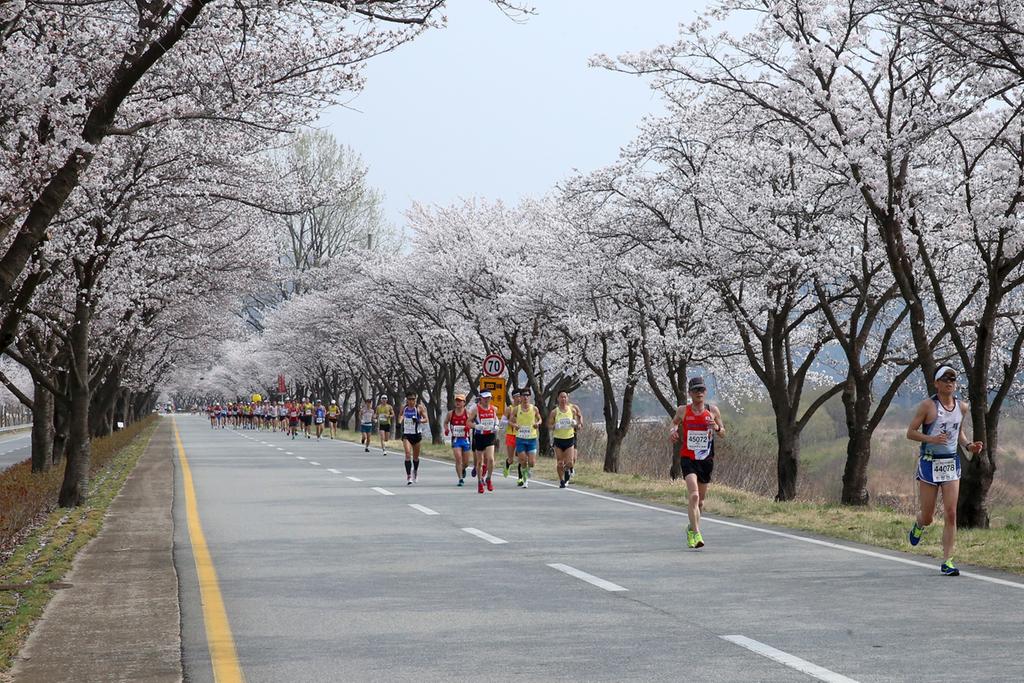 제18회 합천벚꽃마라톤대회 접수기간 일주일 연장