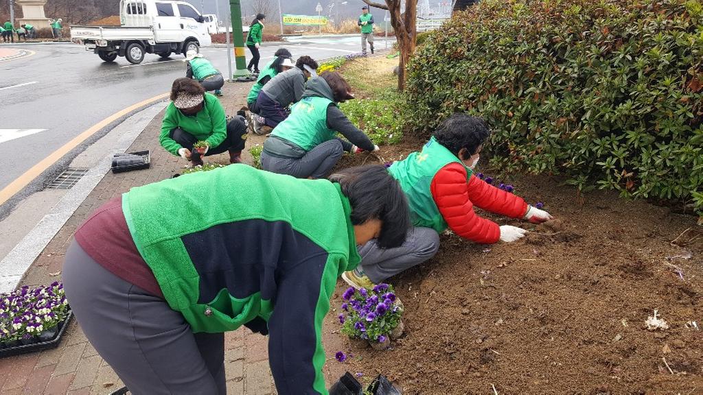 새마을운동합천군지회, 형형색색 봄꽃 식재로 새봄맞이