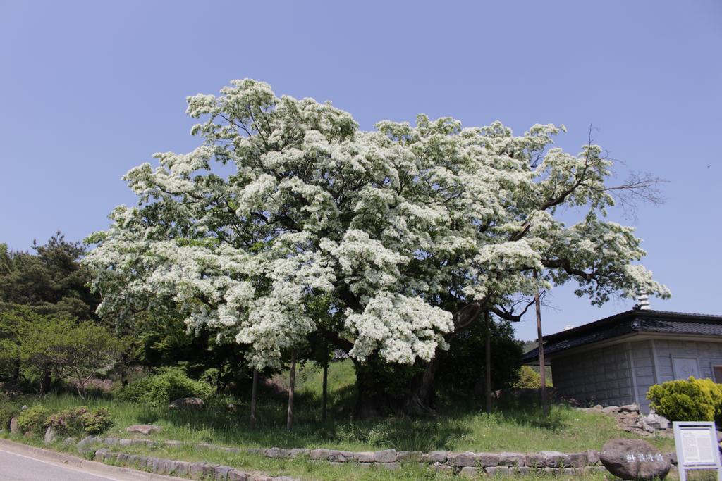 합천 가회면 오도리 이팝나무 꽃 만개, 대풍(大豊) 기대