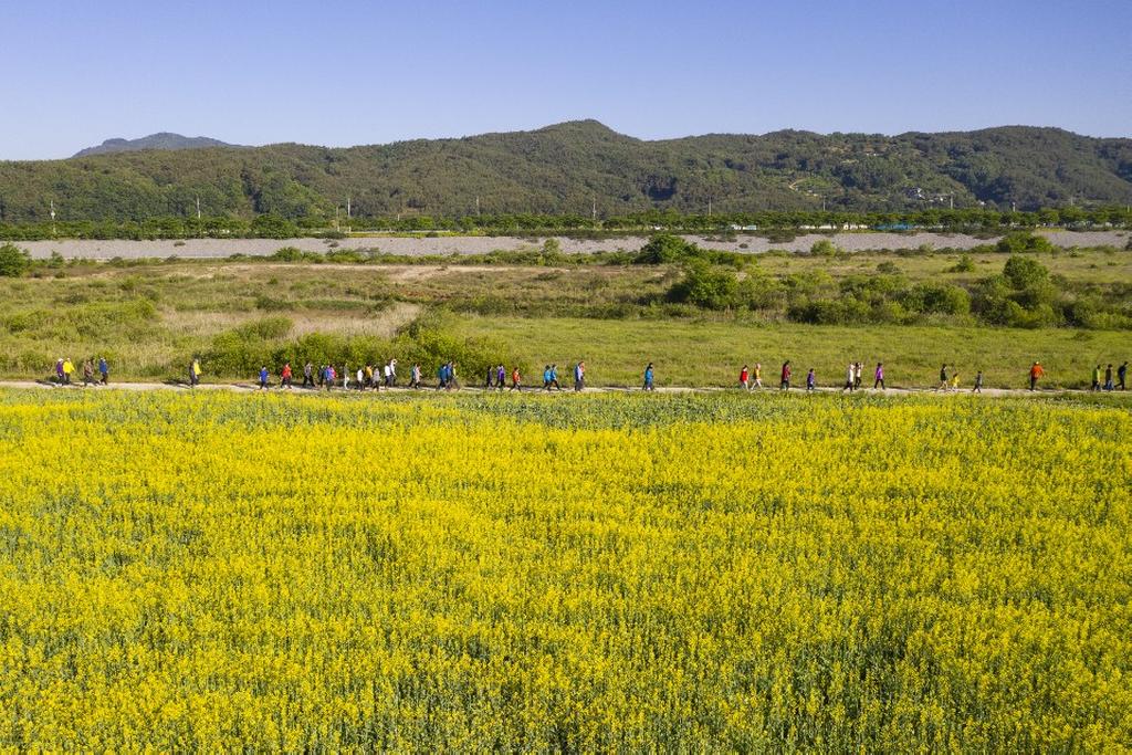 합천군 용주면민 유채꽃길 건강걷기대회 성료