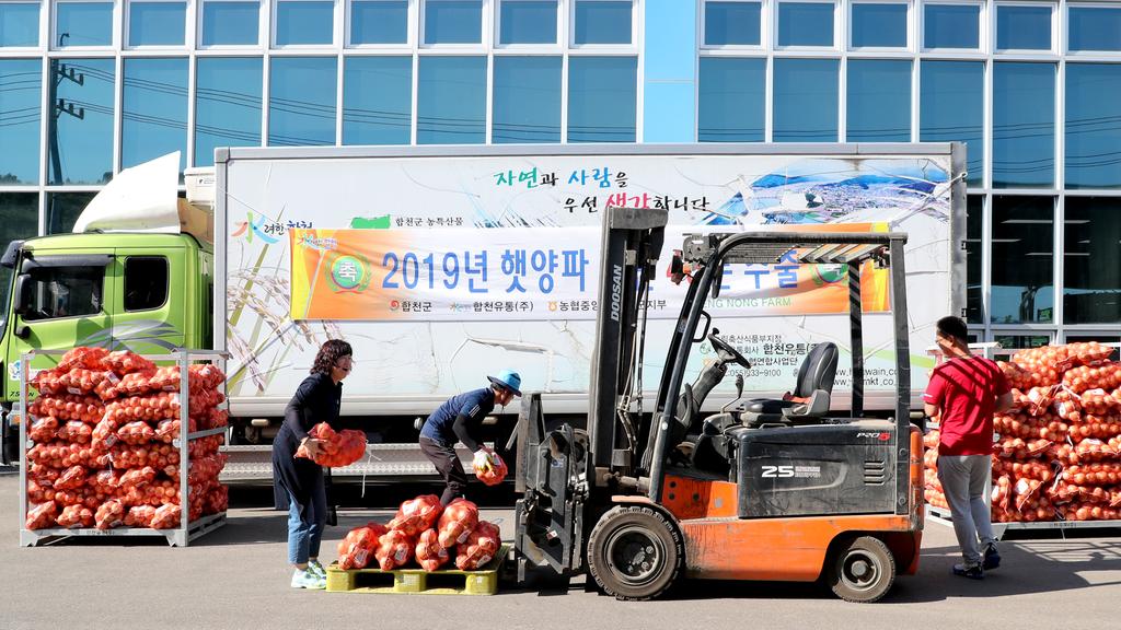 합천군 햇양파 대만 첫 수출 길 올라