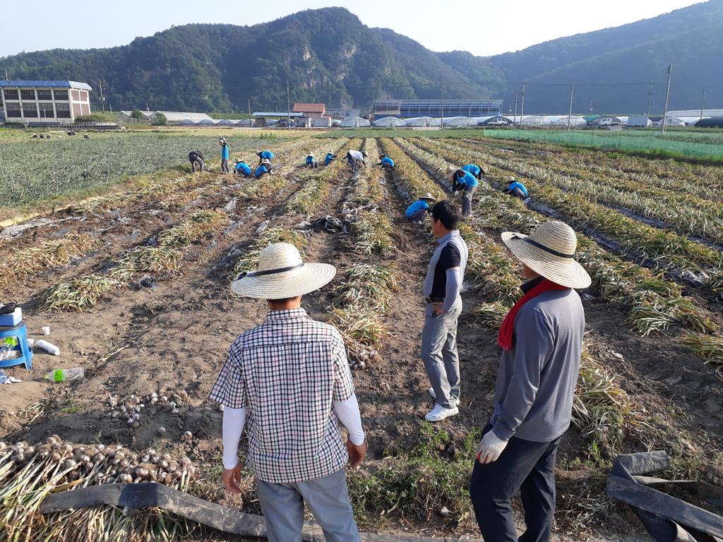 부경대학생 500여명, 쌍책면 농촌봉사활동 참여