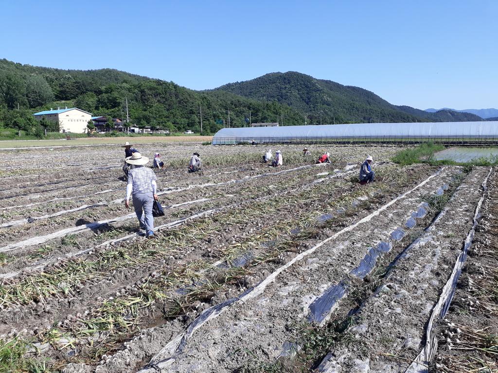 쌍책면, 마늘수확 산지순회 농민 격려