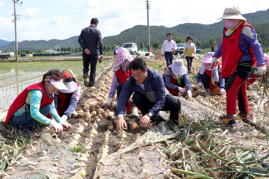 합천군여성단체협의회, 농번기 일손돕기 ‘구슬땀’
