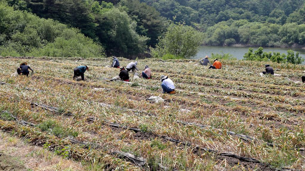 합천군 공무원 농번기 일손돕기 구슬땀