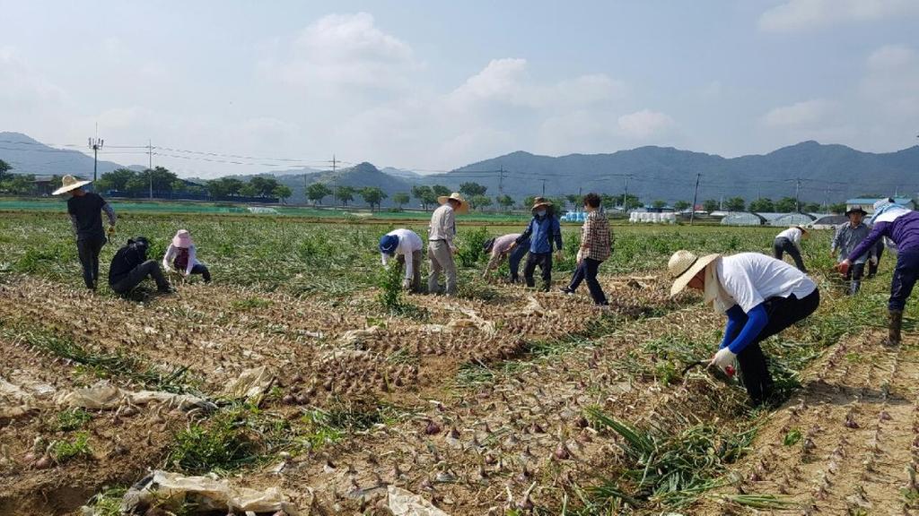 용주면과 농정과 직원 공조 농촌일손돕기 양파수확