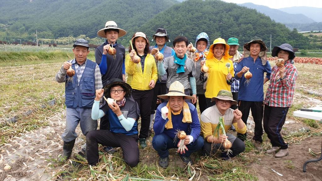 봉산면 직원  농촌일손돕기 양파수확