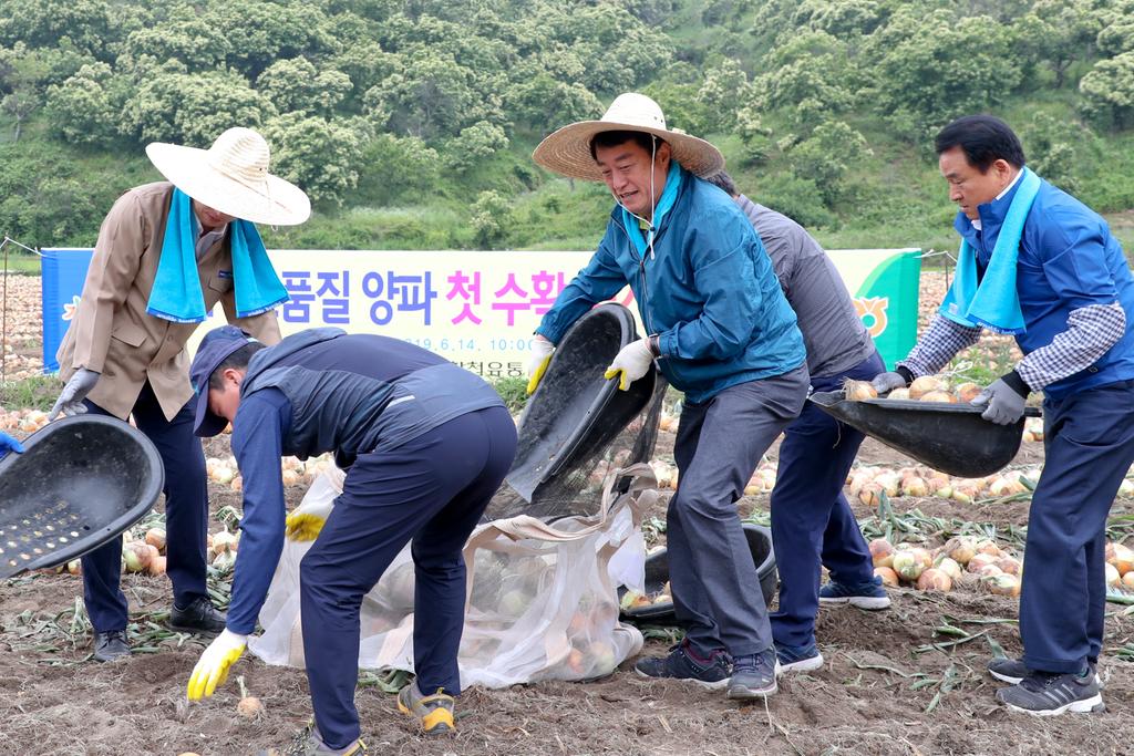 합천군, 가회 GAP 인증 양파 첫 수확 일손돕기