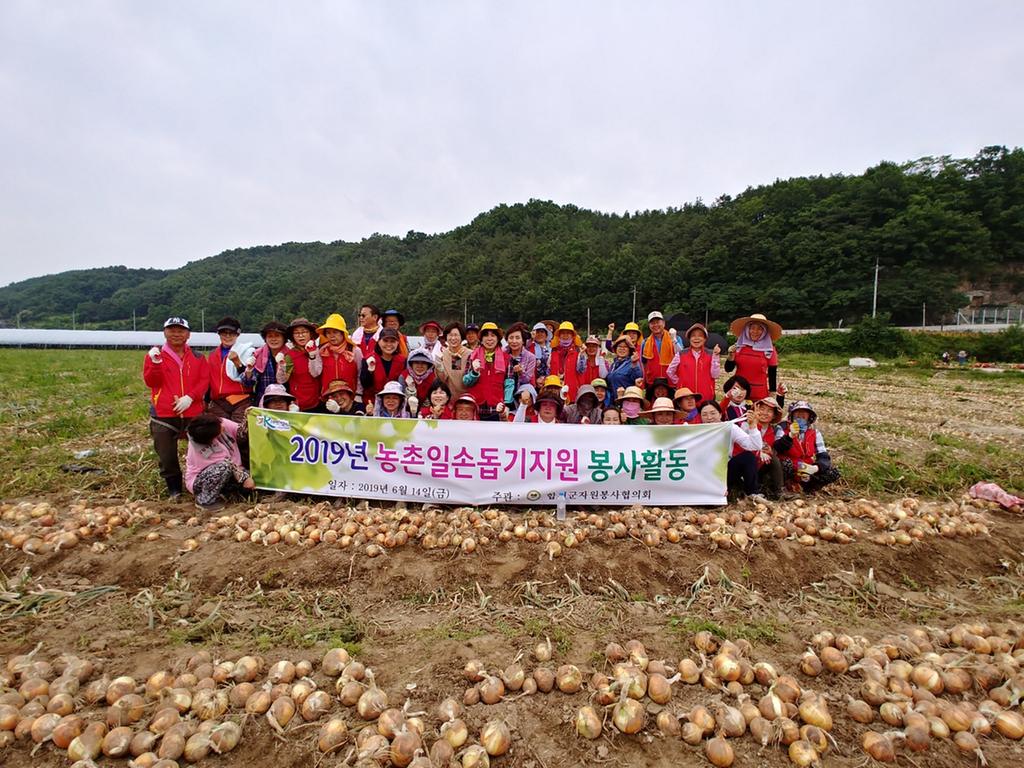 합천군자원봉사협의회, 양파수확 농촌일손돕기 실시 