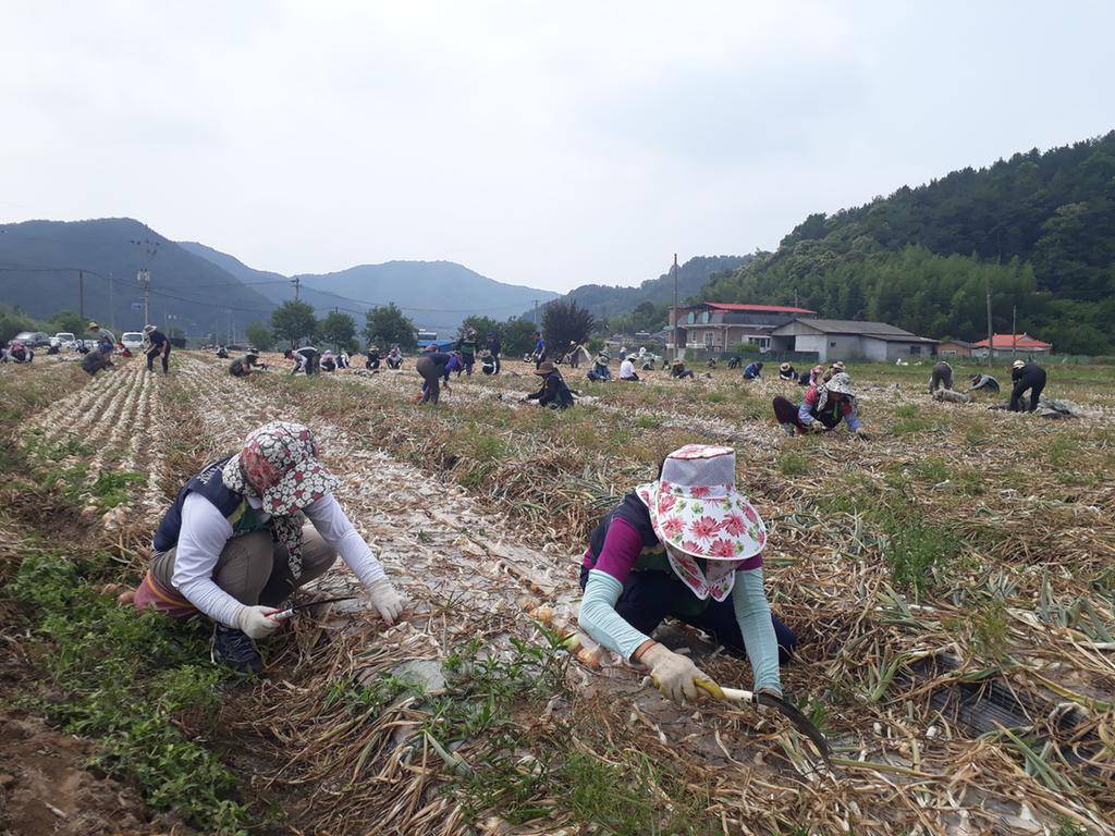 합천군 주부민방위기동대, 제5870부대4대대, 군청 안전총괄과 농촌일손돕기 합동실시