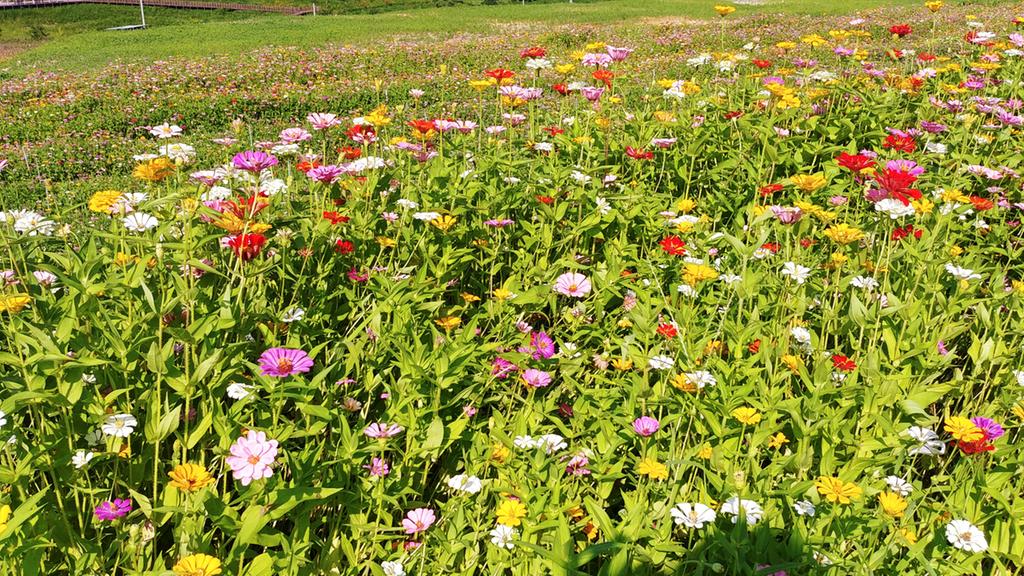 가을 꽃으로 물든 해인사 소리길