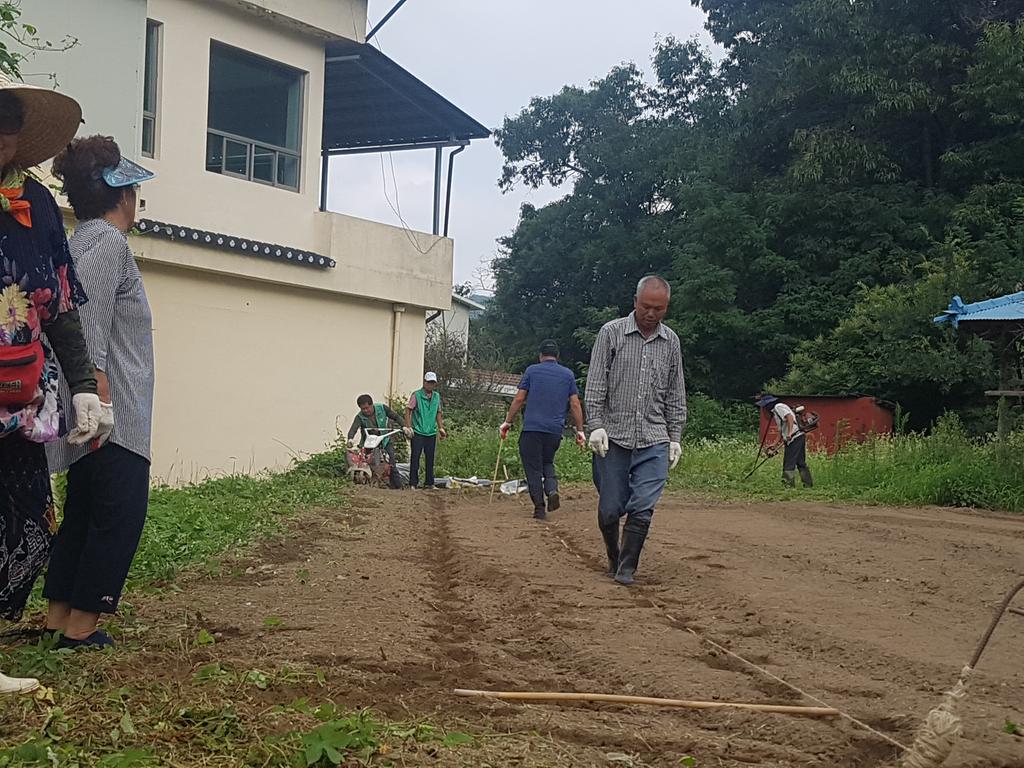 대양면새마을협의회 ‧ 부녀회, 사랑의 배추밭 가꾸기 실시