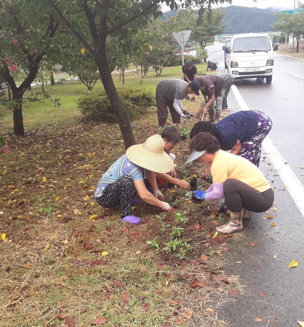 적중면 명곡마을 가을꽃 단장으로 분위기 UP