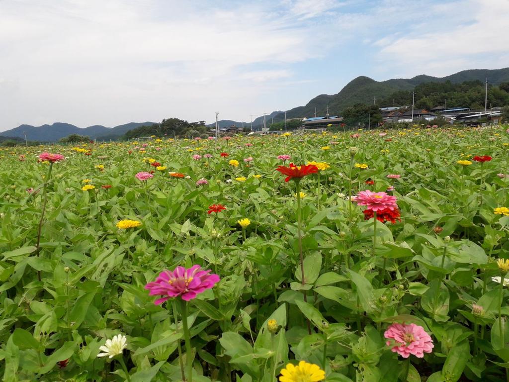 합천군 용주체육공원, 꽃향기 가득