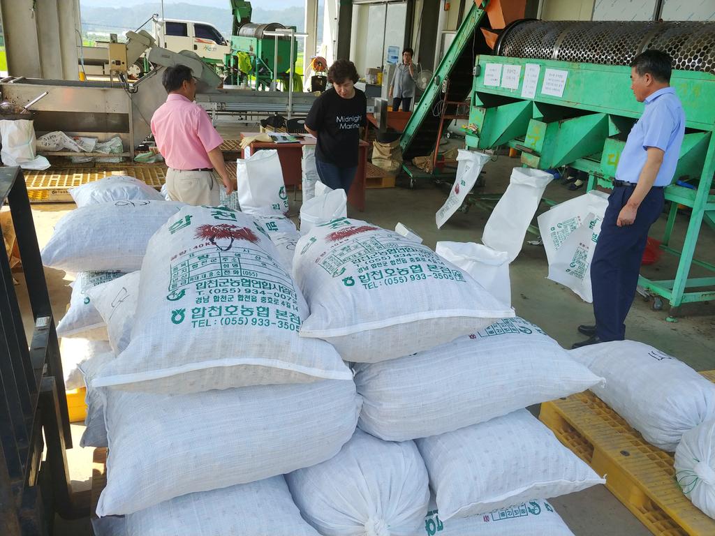 합천호농협 대병지점 햇밤 수매