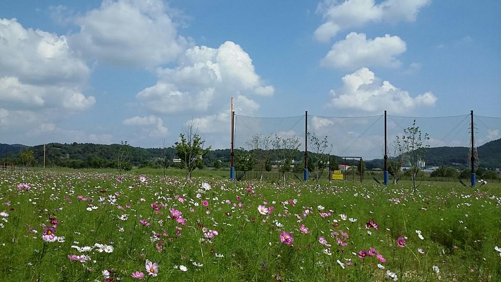 합천군 코스모스 보러오이소!