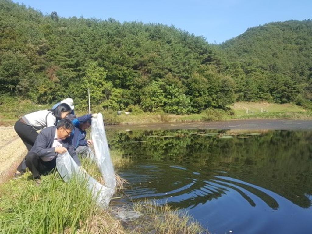합천군 대양면 마을저수지 붕어치어 10만 여 마리 방류