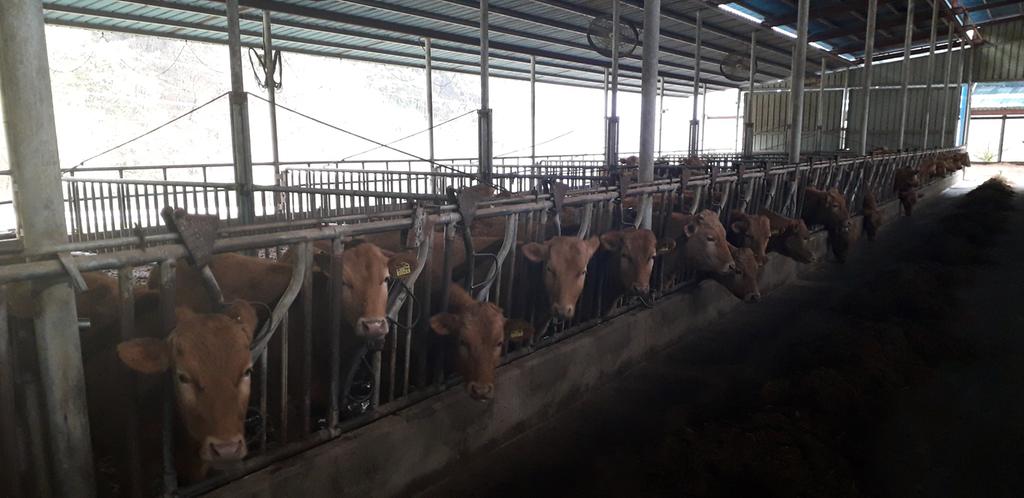 합천군, 한우농가에 한우출하지연 지원금 지급